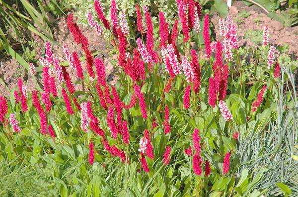 The Gardens - Flowers