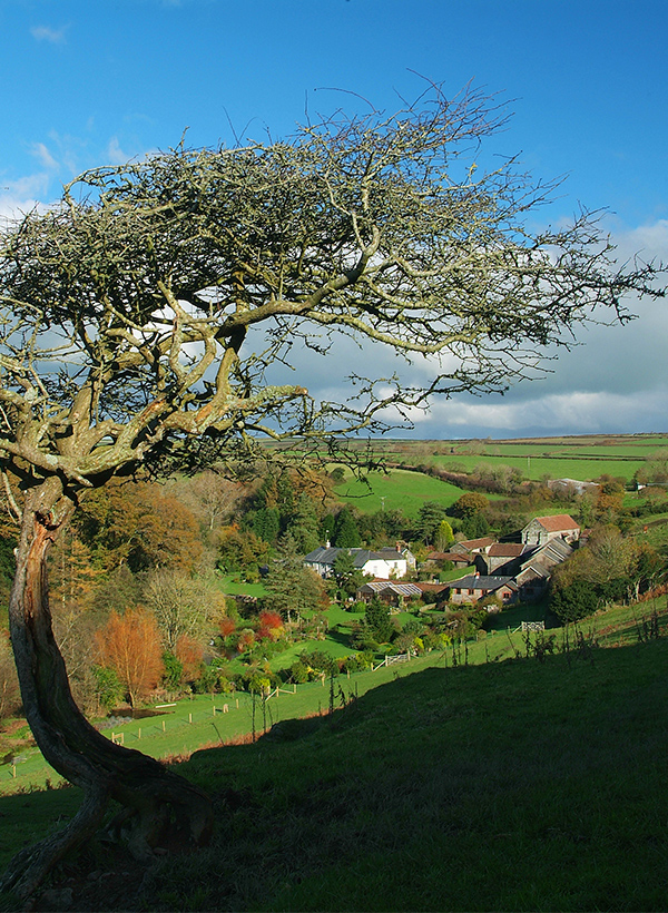 The Gardens - Flowers